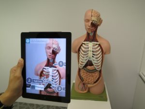 Benutzung Augmented Reality App auf einem Tablett zum Untersuchen eines Anatomie-Modells des Menschen